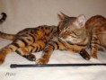 /album/prinz1/bengal-cat-16-beauty-cat-faith-amina-evening-sunbeam-bengals-jpg1/